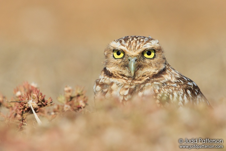 Burrowing Owl, Aruba